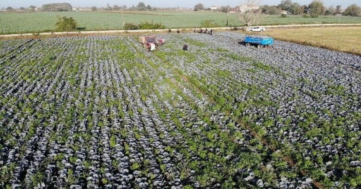 Tarımın görünmeyen kahramanı Samsun
