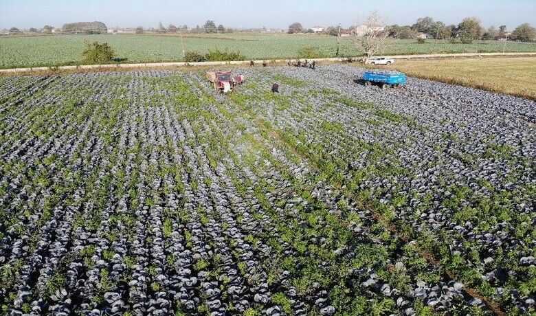 Tarımın görünmeyen kahramanı Samsun
 - Samsun, birçok sebze ve meyve üretiminde Türkiye’de ilk 3’te bulunuyor. Kenevir, lahana, karnabahar, fındık gibi ürünlerin büyük bir kısmı Samsun’da üretilerek Türkiye’nin farklı yerlerine gönderiliyor.