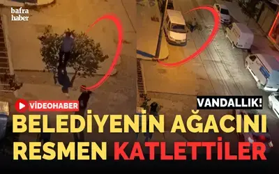 Belediyenin Ağacını Resmen Katlettiler