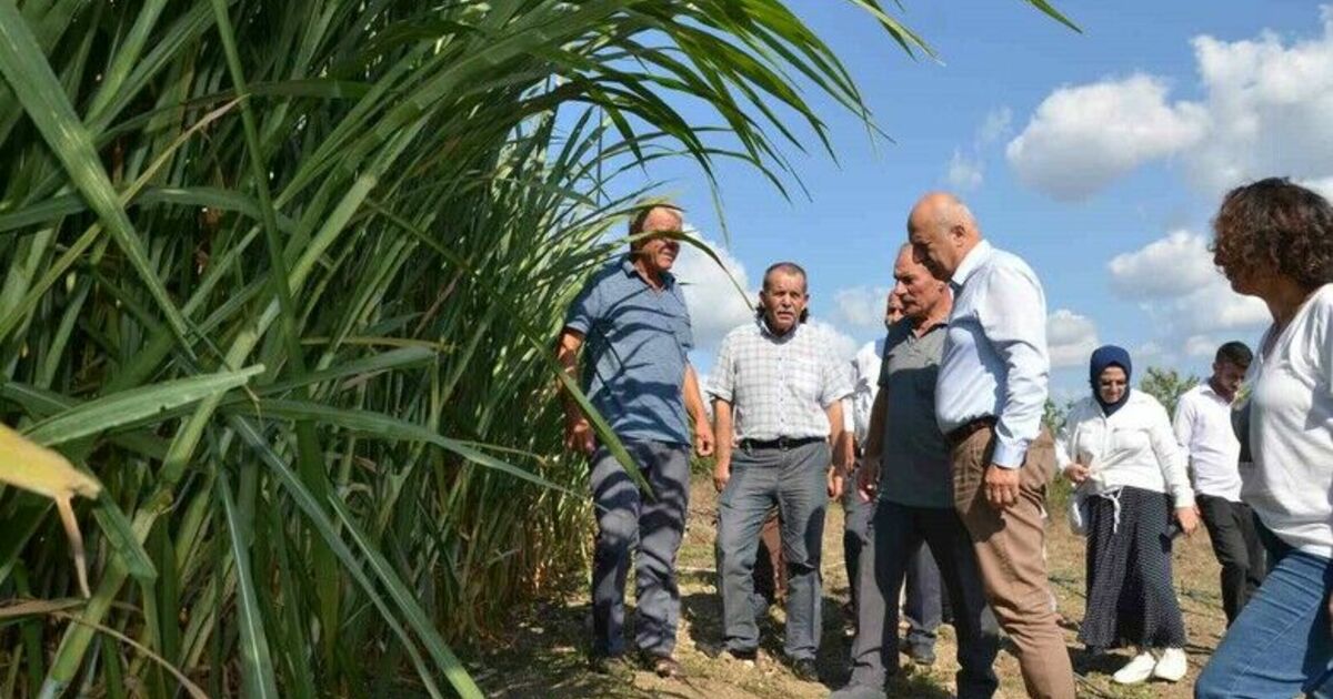 Bafra Ovası’nda maralfalfa yem bitkisi denemesi