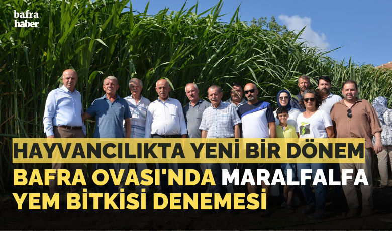 Bafra Ovası’nda maralfalfa yem bitkisi denemesi