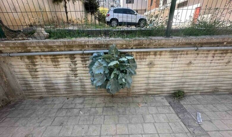 Karalahananın inadı duvarı deldi
 - Samsun’da bir apartmanın istinat duvarında büyüyen karalahana, görenleri hayretler içinde bıraktı.