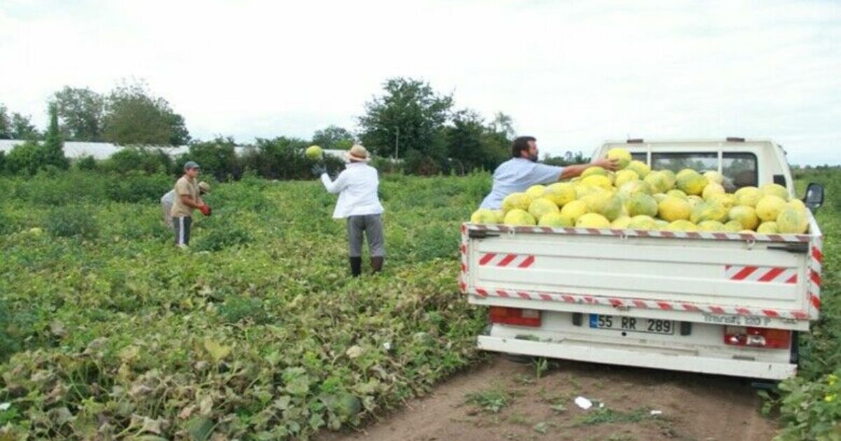 Baldan tatlı kavunda bereketli hasat
