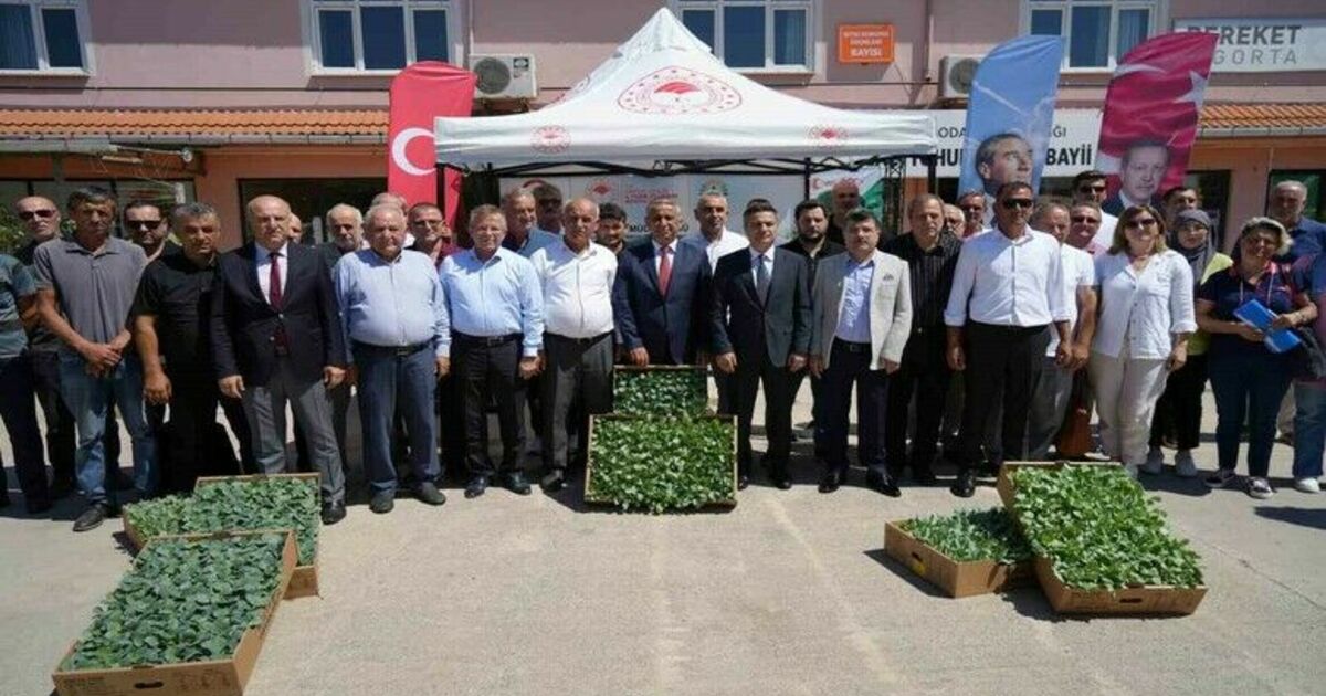 Bafra Ovası’nda çiftçilere 270 bine yakın kışlık sebze fidesi dağıtıldı