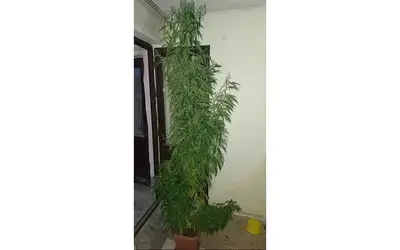 Evindeki saksıda 2,5 metre boyunda kenevir yetiştiren şahıs yakalandı
