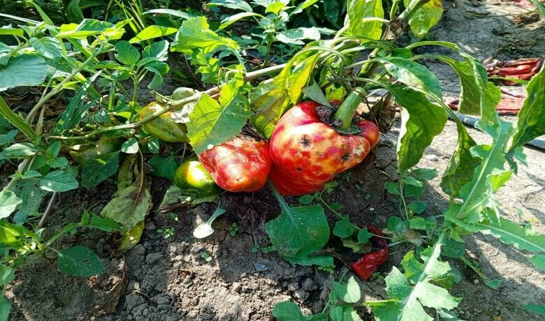 Kapya biberi hastalık vurdu - Samsun’un Bafra Ovası’nda 30 bin dekar alanda yetiştirilen kapya biberde sıcak havadan kaynaklı meydana gelen hastalık, verimi düşürerek üreticiyi mağdur etti.