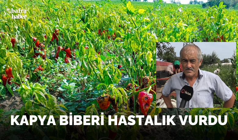 Kapya biberi hastalık vurdu