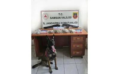 Samsun’da jandarma 3 kilo bonzai ele geçirdi
