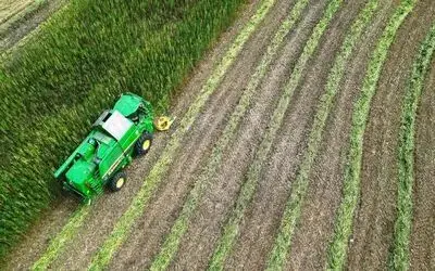 Samsun’da kenevir hasadı başladı
