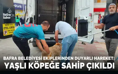 Bafra Belediyesi Yaşlı Köpeğe Sahip Çıktı