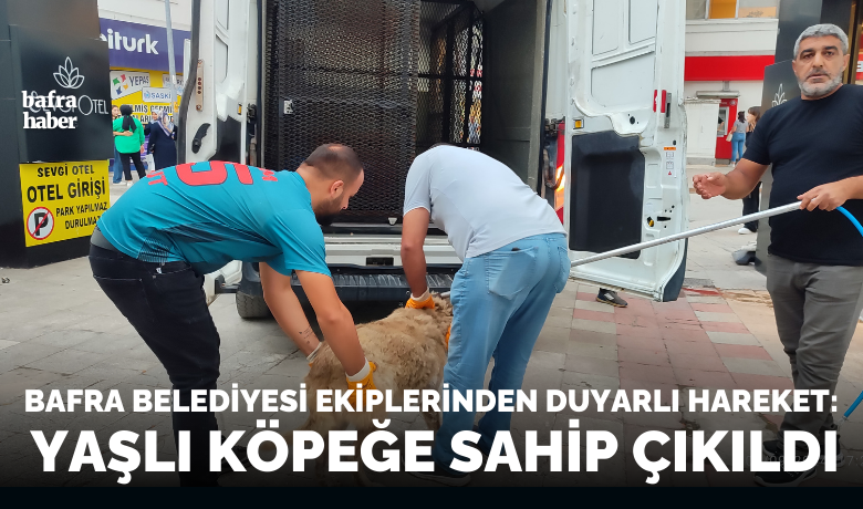 Bafra Belediyesi Yaşlı Köpeğe Sahip Çıktı