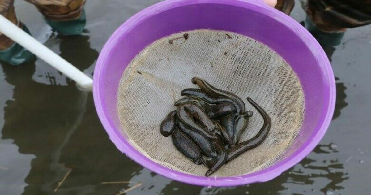 Samsun’dan tıbbi sülük ihracatı
