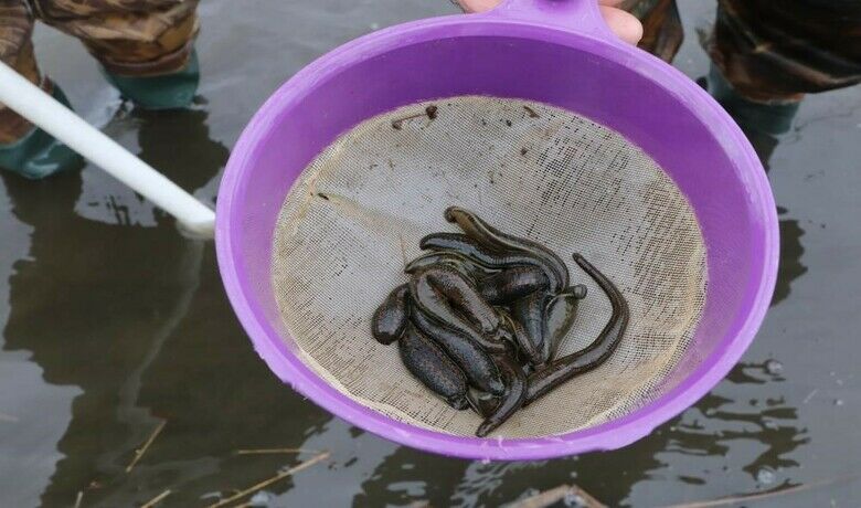 Samsun’dan tıbbi sülük ihracatı
 - Samsun İl Tarım ve Orman Müdürü İbrahim Sağlam, "2024 yılında bugüne kadar 97 kilogram tıbbi sülük ihracatı yaptık. Kapasitemiz çok ama gelen talebe göre başta Avrupa ülkeleri ve Uzak Doğu’ya sülük ihracatı yapıyoruz" dedi.
