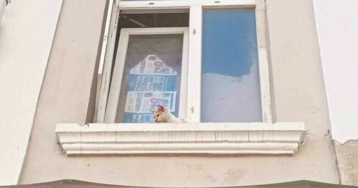 Cama ayağı sıkışan kedi kurtarıldı