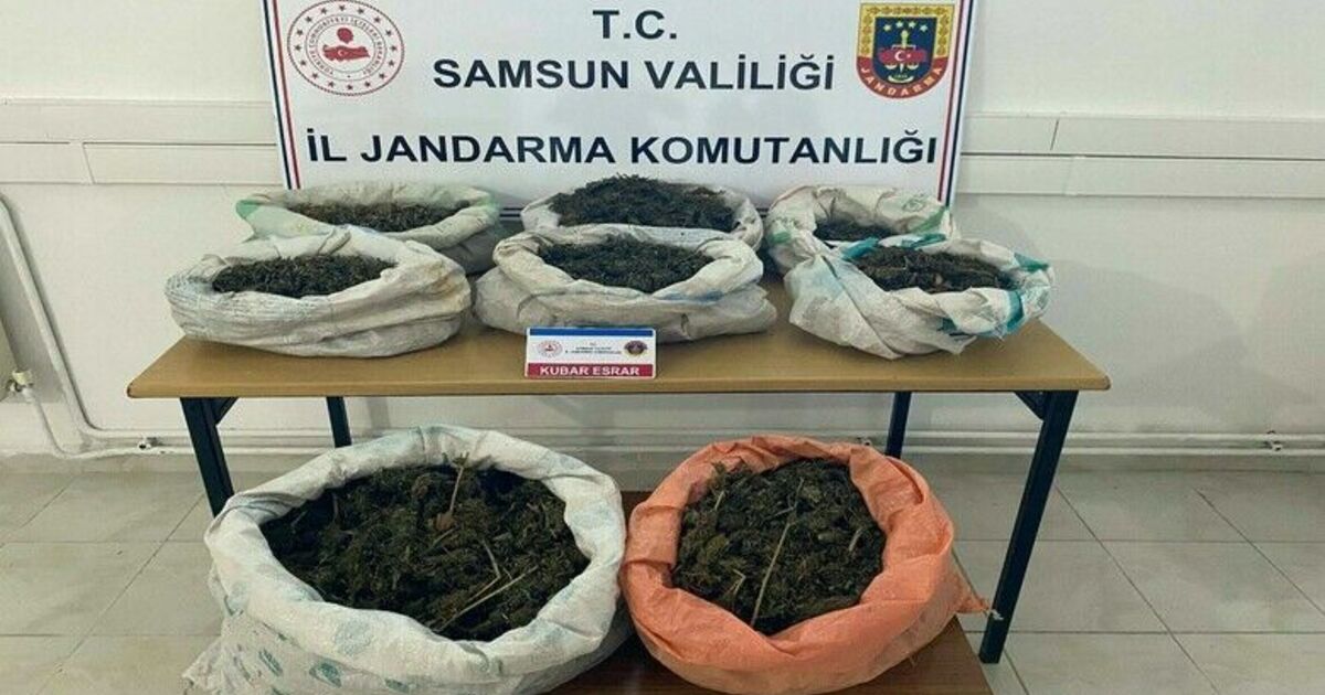 Ormanlık alandaki çadırda 8,5 kilo esrar ele geçirildi