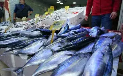Palamut bereketine balıkçılar bile şaşkın: "Böyle bir sezon yaşamadık"
