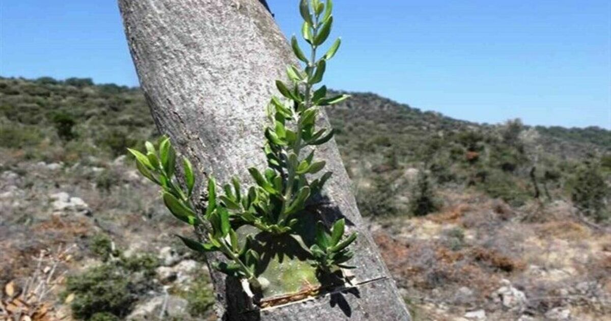 Samsun’da 11 hektarlık alanda yabani zeytin aşılaması yapıldı
