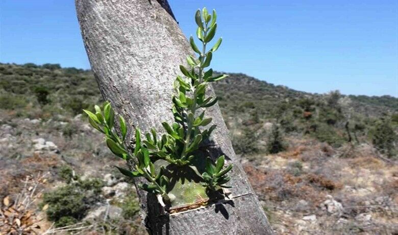 Samsun’da 11 hektarlık alandayabani zeytin aşılaması yapıldı - SAMSUN (İHA) – Amasya Orman Bölge Müdürlüğü tarafından Samsun’da 11 hektarlık alanda yabani zeytin (delice) aşılaması yapıldı.