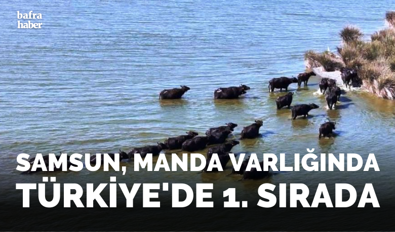 Samsun, manda varlığında Türkiye’de 1. sırada