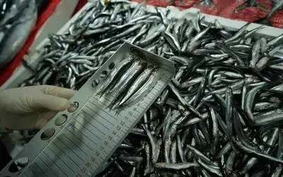 Tezgahlardaki balık boyları mercek altında: 92 işletmeye 2 milyon TL ceza
