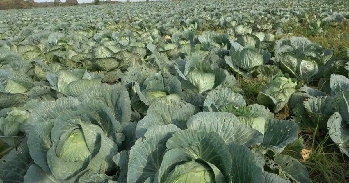 Bafra Ovası’nda mor ve beyaz lahananın hasadı başladı