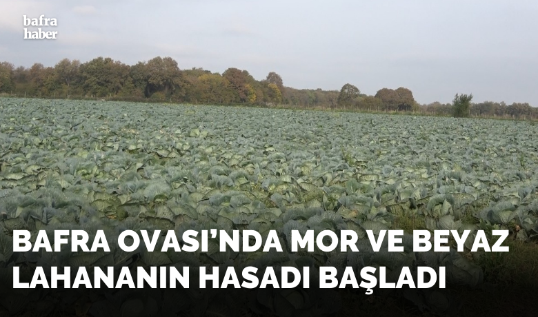 Bafra Ovası’nda mor vebeyaz lahananın hasadı başladı
