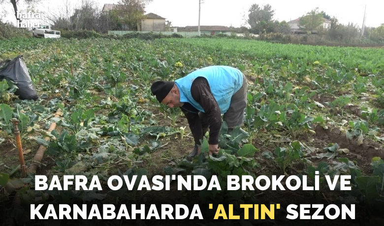 Bafra Ovası’nda brokolive karnabaharda ’altın’ sezon