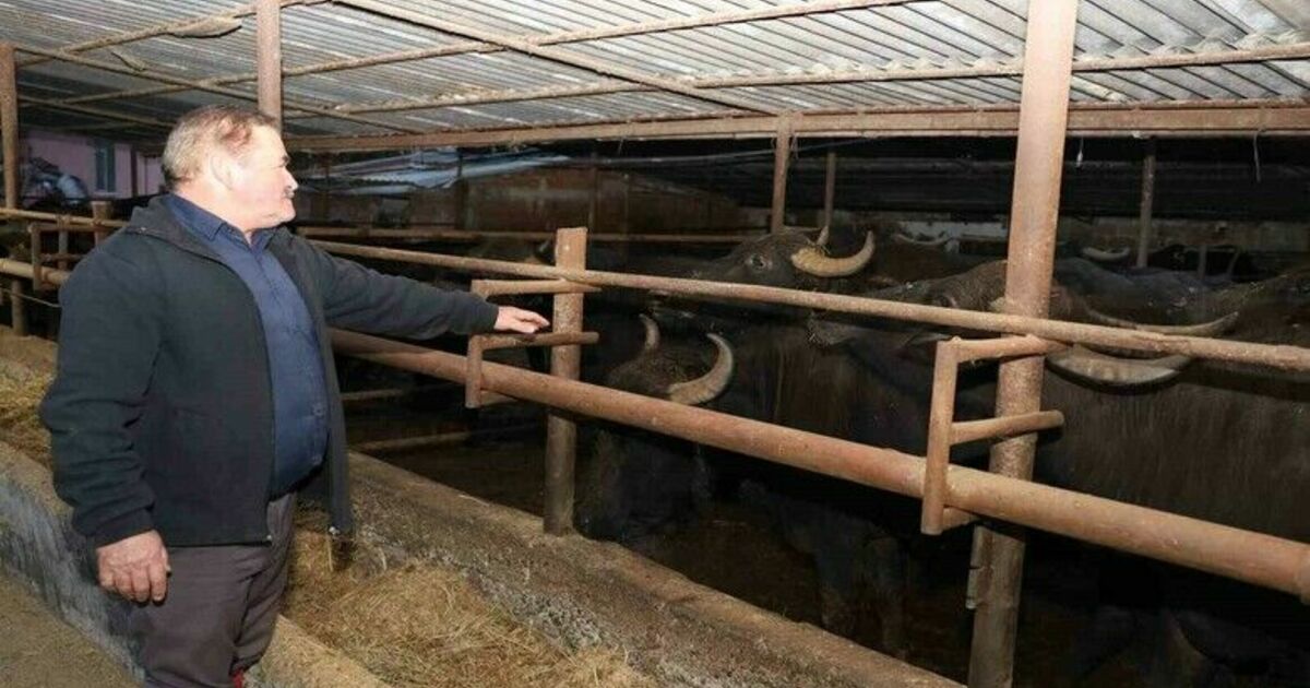 Metin: “1980’lerde manda sayısı yaklaşık 1 milyondu"
