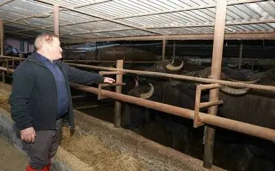 Metin: “1980’lerde manda sayısı yaklaşık 1 milyondu"
