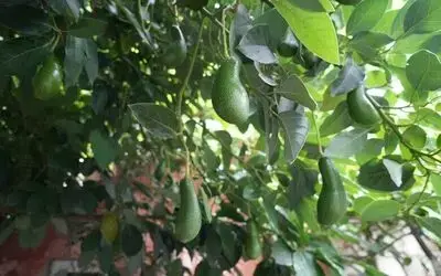 Anavatanı Meksika olan avokadoyu 14 yıldır Samsun’da üretiyor
