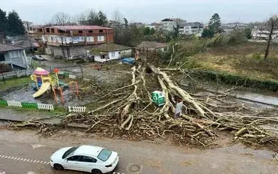 Anıt ağaç, fırtınada yıkıldı
