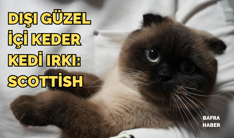 Dışı güzel içi keder kedi ırkı: Scottish