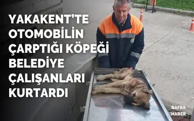 Otomobilin çarptığı köpeği belediye çalışanları kurtardı