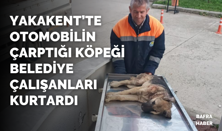 Otomobilin çarptığı köpeği belediye çalışanları kurtardı