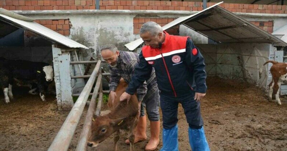 ’Jersey’ projesiyle süt üretimi ve hayvansal üretimden elde edilen gelir arttı