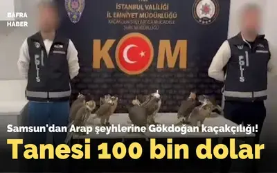 Samsun'dan Arap Şeyhilerine Gökdoğan Kaçakçılığı