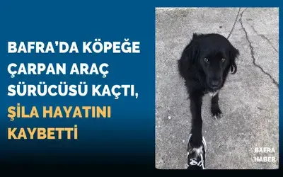 Bafra’da Köpeğe Çarpan Araç Sürücüsü Kaçtı, Şila Hayatını Kaybetti