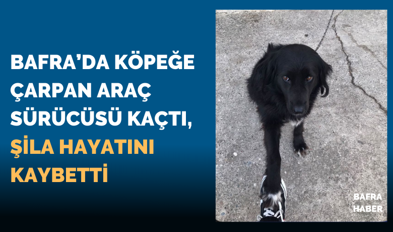 Bafra’da Köpeğe Çarpan Araç Sürücüsü Kaçtı, Şila Hayatını Kaybetti