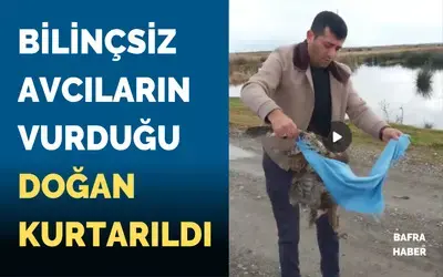 Bilinçsiz Avcıların Vurduğu Doğan Kurtarıldı