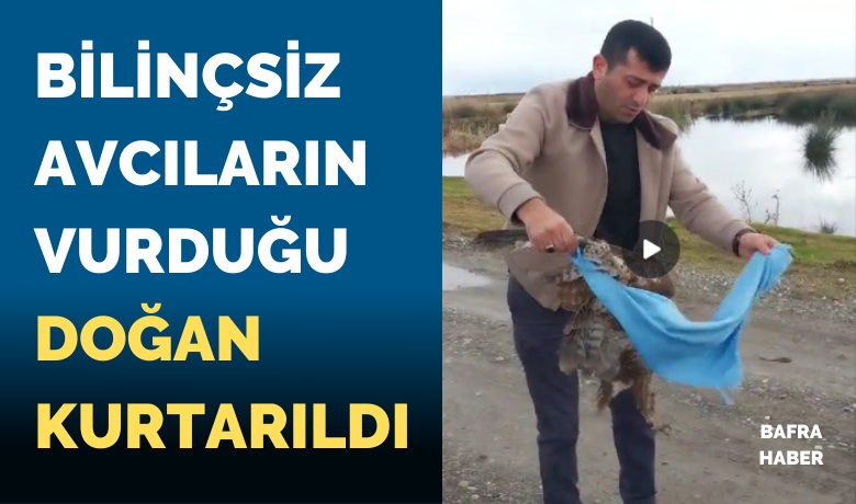 Bilinçsiz Avcıların Vurduğu Doğan Kurtarıldı