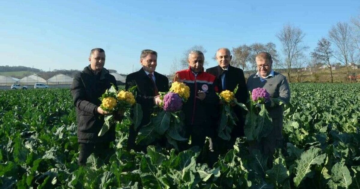 Çiçek bahçesi değil karnabahar tarlası: Rengarenk karnabaharların hasadı yapıldı