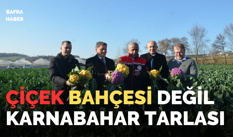 Çiçek bahçesi değil karnabahartarlası: Rengarenk karnabaharların hasadı yapıldı