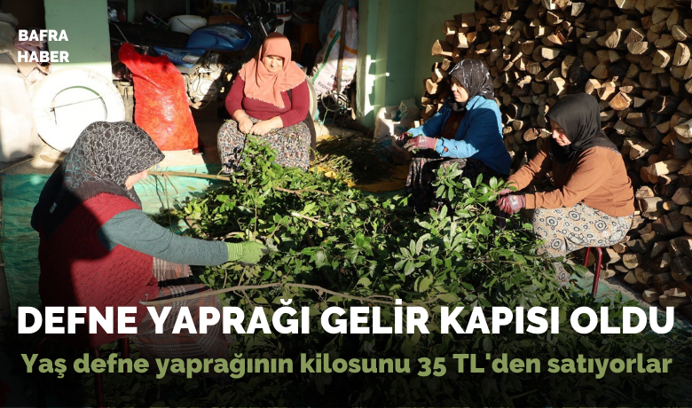 Defne yaprağı kırsal kesimin gelir kapısı oldu