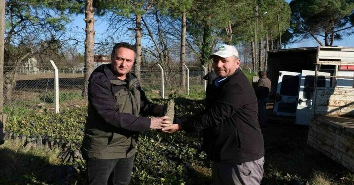 Bafra’da 9 bin 500 adet defne fidanı dağıtıldı
