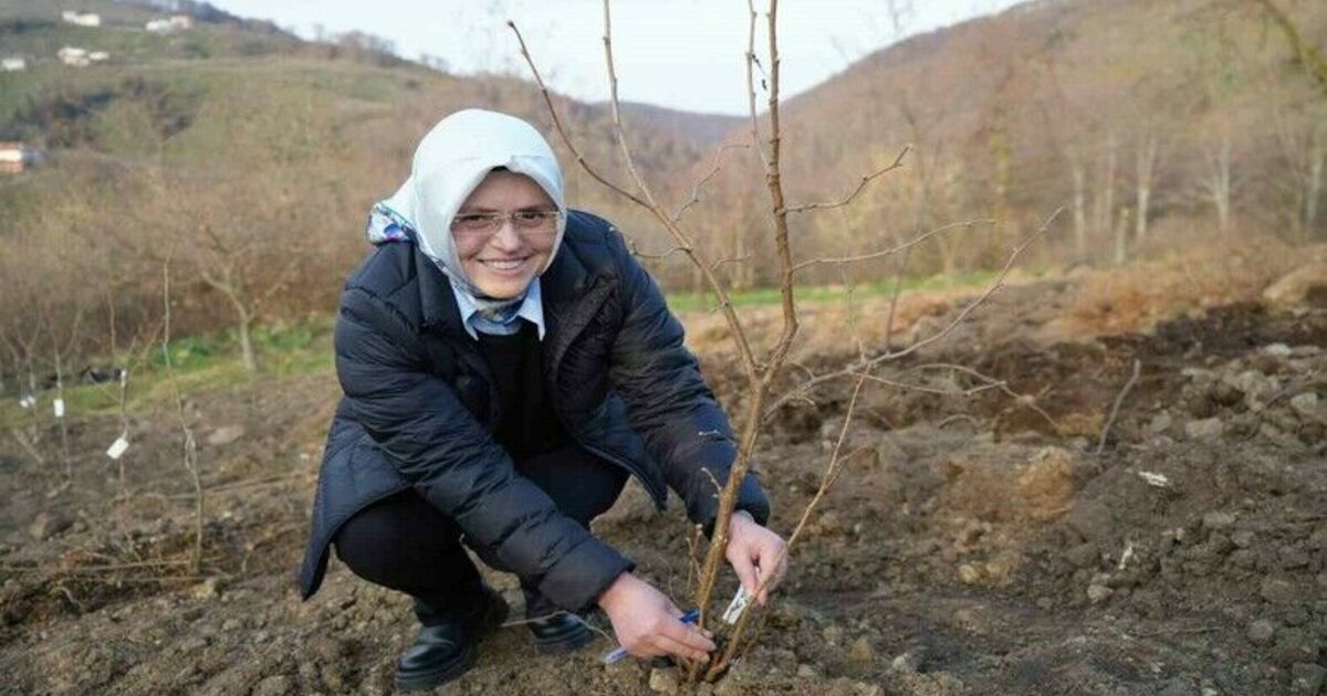 Fındık üreticisinin en büyük derdi tarih oluyor
