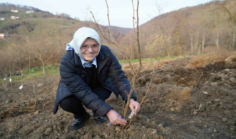 Fındık üreticisinin en büyük derdi tarih oluyor
 - Samsun’da doktora öğrencisinin tezi kapsamında bin 500 fındık türü arasında yapılan çalışmada ’dip sürgünü vermeyen’ türler 9’a kadar indirildi. Anaç olarak seçilecek bu türlerden çakıldak fındığa en iyi şekilde aşılanan tür, fındık bahçelerine dikilecek. Tez neticesinde ağaç formundaki bu türün, hem bakım maliyeti hem de makineli toplama konusunda çiftçilere yardımcı olacağı öngörülüyor.