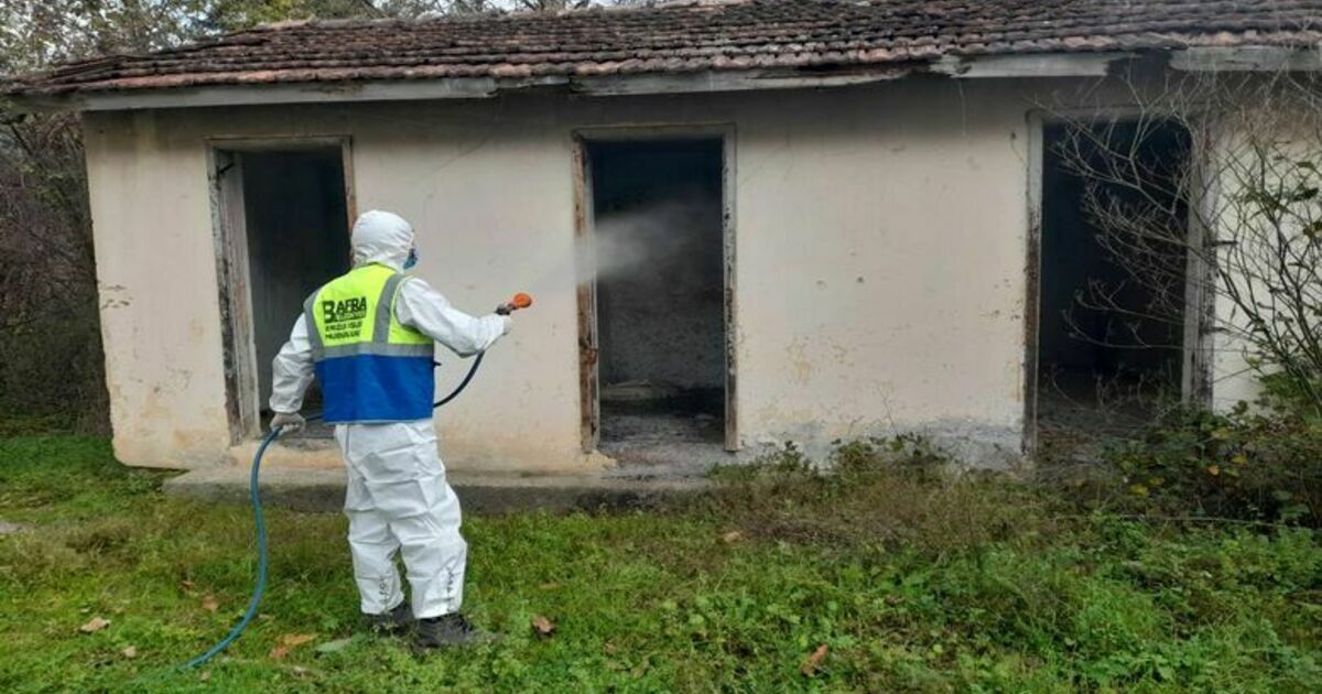 Bafra’da Kahverengi Kokarca İle Mücadele Kesintisiz Devam Ediyor