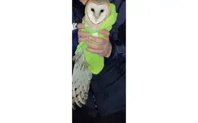 Polis yolda bulduğu yaralı baykuşu kurtardı
