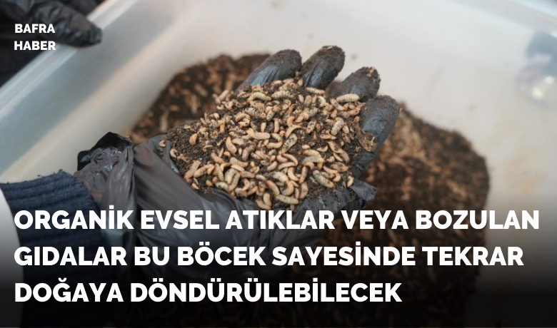 Bilim adamlarından organik atık yiyen siyahasker sineği böceği: "Yiyemedikleri hiçbir şey yok"
