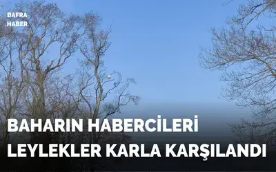 Baharın Habercileri Leylekler Karla Karşılandı